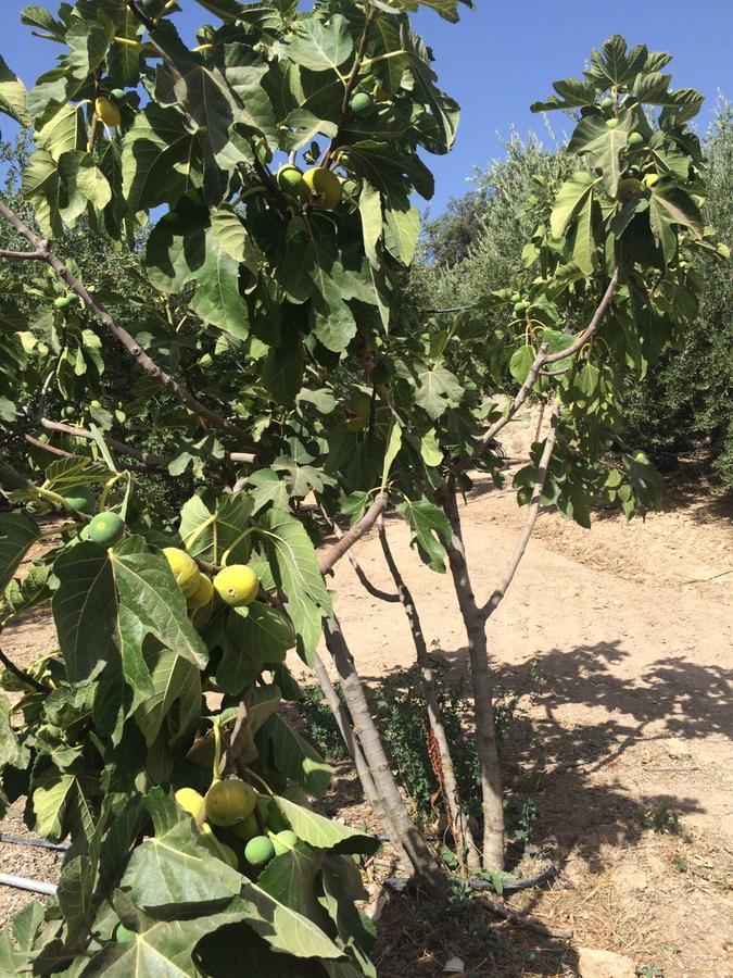 Villa La Quinta بييغو ذي كورذوبا المظهر الخارجي الصورة